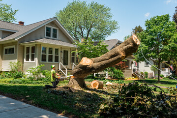 How to Determine the Cost of Tree Removal