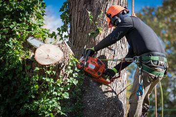 Why Tree Removal Is Necessary